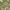 estampado